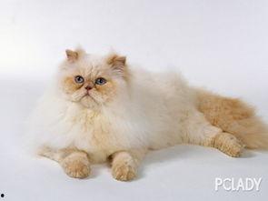 热点爆料猫猫视频下载,热点爆料背后的下载攻略 第1张 热点爆料猫猫视频下载,热点爆料背后的下载攻略 第1张