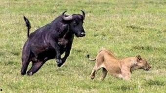 水牛配方爆料视频播放,爆款视频背后的播放奇迹  第1张